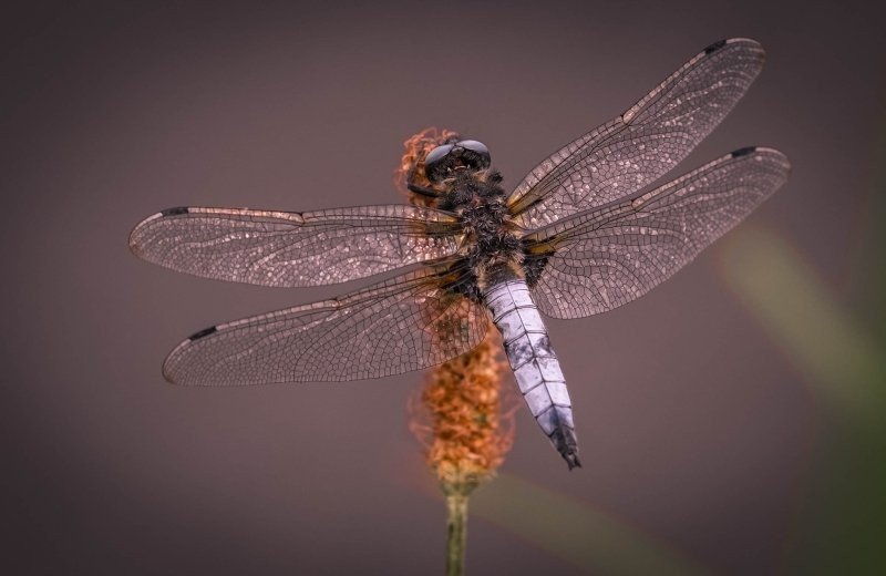 Nistkästen und Insektenhotels