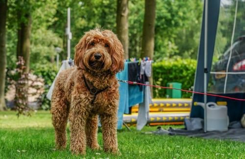 Campingplatz in Holland mit Hund Wedderbergen